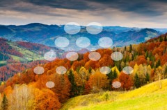 Bosque en otoÃ±o
