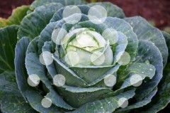 Lechuga