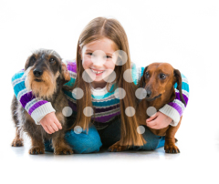 Dachshund y teckel de pelo duro