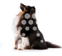 Collie de pelo negro