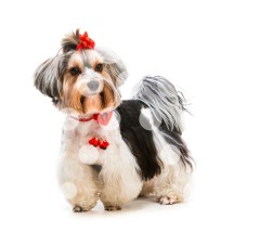 Yorkshire terrier 