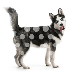Husky Siberiano