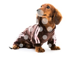 Dachshund pelo largo