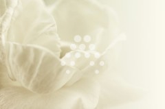 Fondo de pÃ©talos blancos